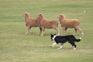 Meeker Classic sheepdog trials