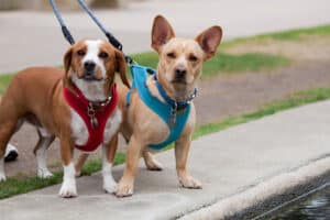 best leashes to prevent dog walking injuries