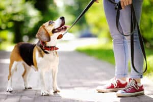 how to prevent dog walking injuries