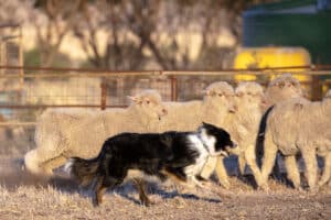 Meeker Classic Championship Sheepdog Trials