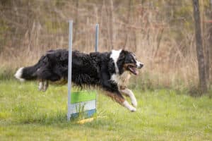 agility demonstration at Meeker Classic Sheepdog Trials